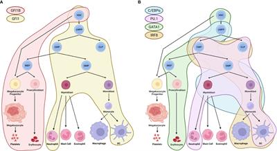 LSD1 inhibition modulates transcription factor networks in myeloid malignancies